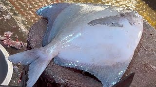 Amazing Big Pomfret Fish Cutting Skills Live In Fish Market | Fish Cutting Skills