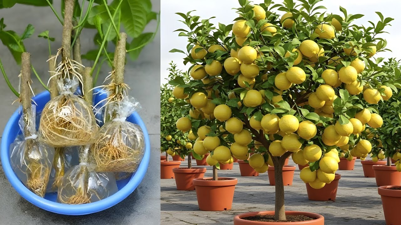 Grow Lemon Tree Cutting And Grafting...