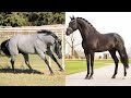 Horse SOO Cute! Cute And funny horse Videos Compilation cute moment #64