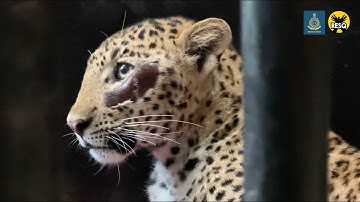 Injured leopard rescued | RESQ CT, Pune 2023