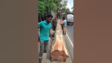 Real Timber Log Work 🚛 | Loading Big Round Logs at MR Timber Traders | BLACK&WHITE #shorts