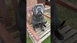 Blue Black Staffies Mitch Getting White Whiskers