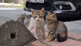 Very Fun and Naughty Little Kittens. by The World of Cats 6,882 views 2 days ago 8 minutes, 4 seconds