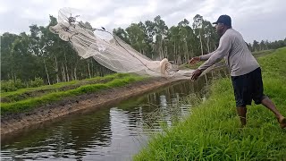 JALA IKAN DI PARIT DEKAT HUTAN DAPAT IKAN GABUS BESAR || NET FISHING
