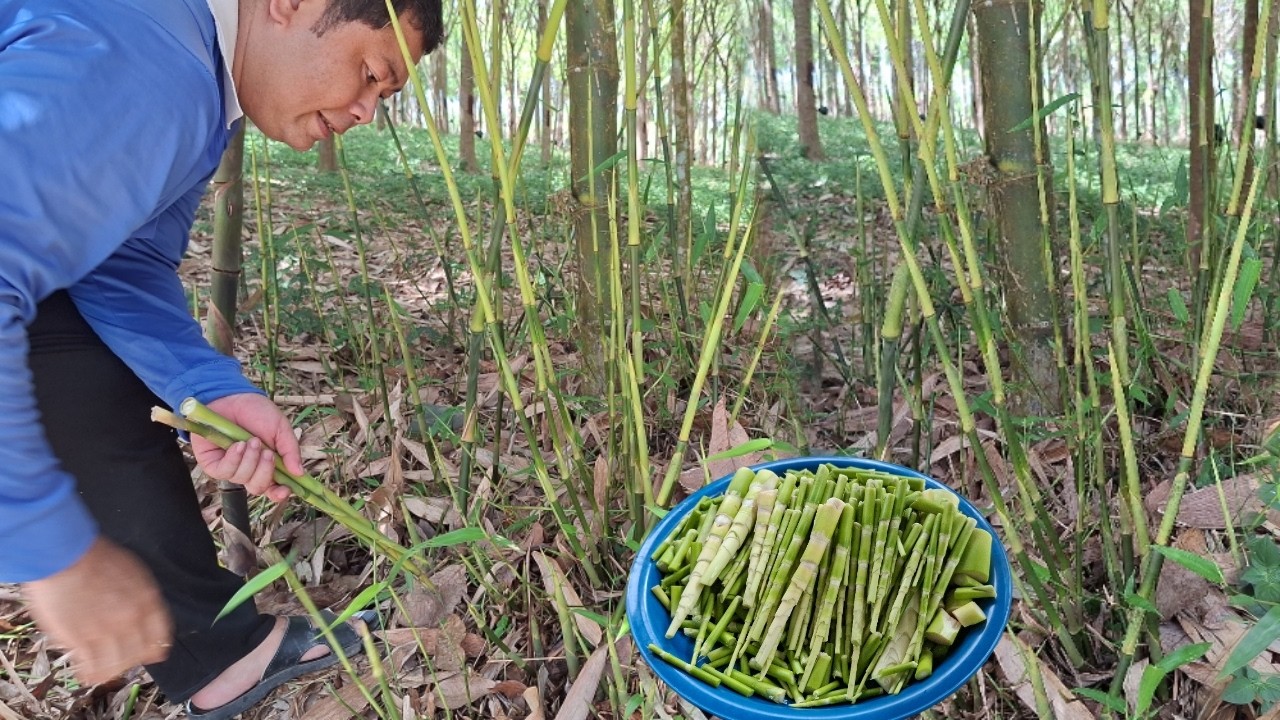 🎋 แกงหน่อไม้รอบนี้มีแต่อวบๆพอได้แกง‼️ปลอกเสร็จขาวอวบเต็มถาด‼️