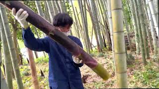 Maintenance of the bamboo woods