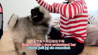 [Keeshond dog breeds] What the dog doing. #warning #cute #dog that will melt your heart
