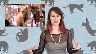 Top 10 Cat Music Videos | Devon Does Stuff