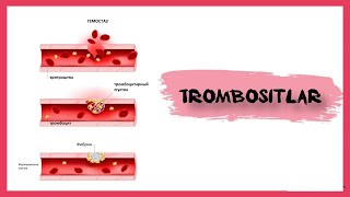 Trombosit | vazifasi | Trombositopoetin va trombositopoez