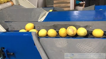 lemon grading machine