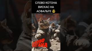 КОТОНЫ НЕ ИЗВИНЯЮТСЯ 😎 #cat #словокотона #ютуб #словопацана 👌😎🔥