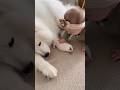 A Silent Promise...🕊️✨ Mama Samoyed and Her Two Precious Babies #Shorts