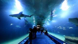 OCEANOGRÁFIC.  Valencia