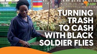 Turning trash to cash with Black Soldier Flies | Marula Proteen Farms