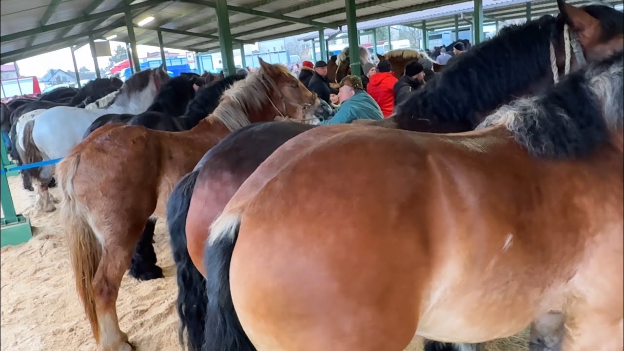 Târg expozițional de cai Skaryszew - Polonia 2026 ep.5