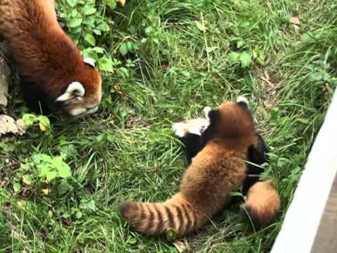 レッサーパンダの赤ちゃんのケンカ Mpg Youtube