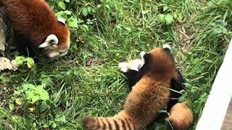 レッサーパンダ 威嚇まとめ Youtube