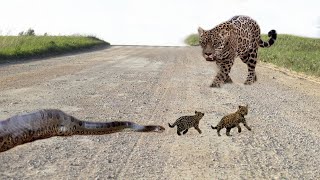 Un énorme python a attaqué un léopard. Voici ce qui s'est passé ensuite...