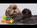 * SEA OTTER * | Animals For Kids | All Things Animal TV