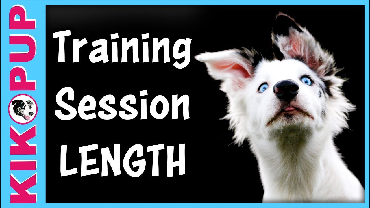 puppy paradise How Long to Train?