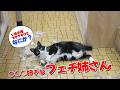 いぬの毛フェチな変わった猫🐈️#ねこ #cat