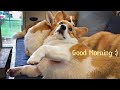 조금만 더 자면 안돼요? 😚  l Mommy, can I sleep more? 8Corgi house's wake-up call