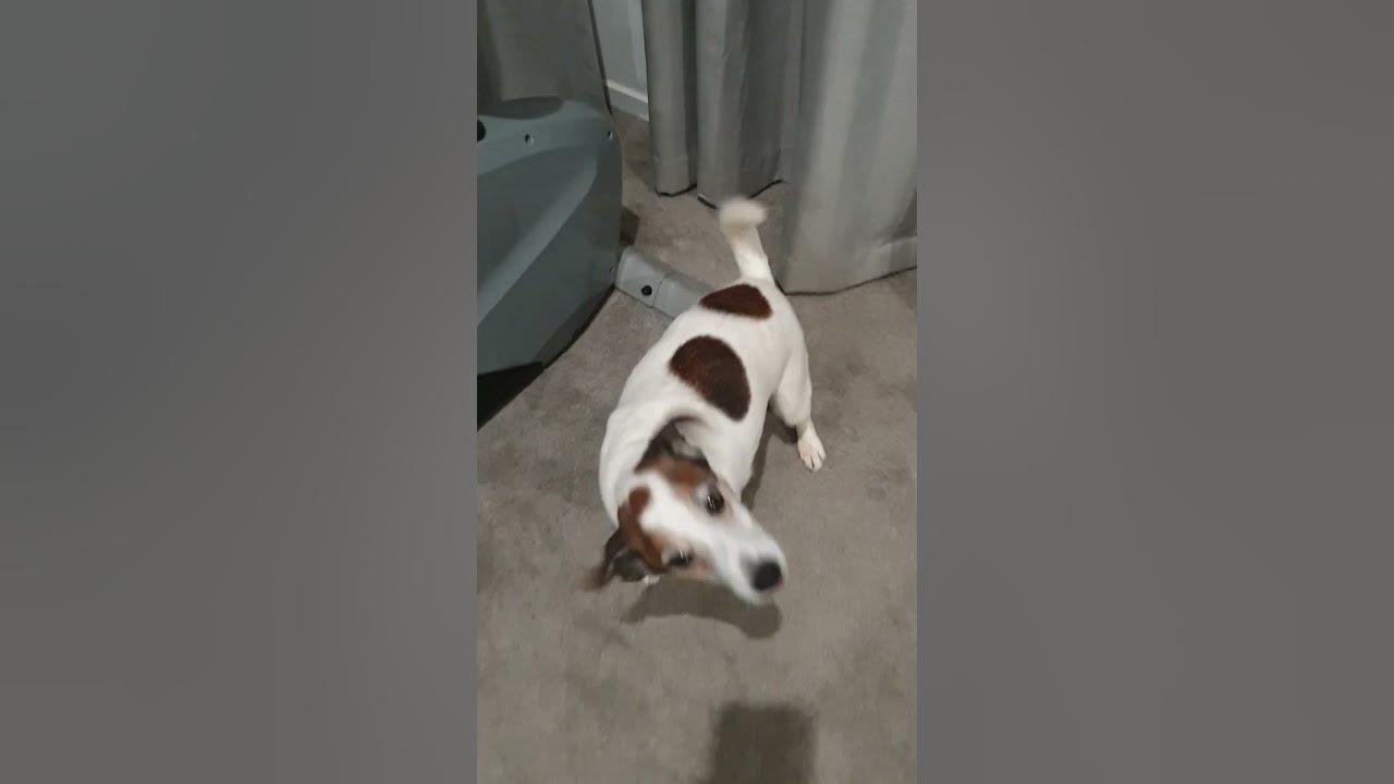 who let the dogs out part 2 - YouTube - What Is Who Let The Dogs Out About