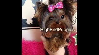 micro teacup adult  full grown yorkshire terrier female girl  