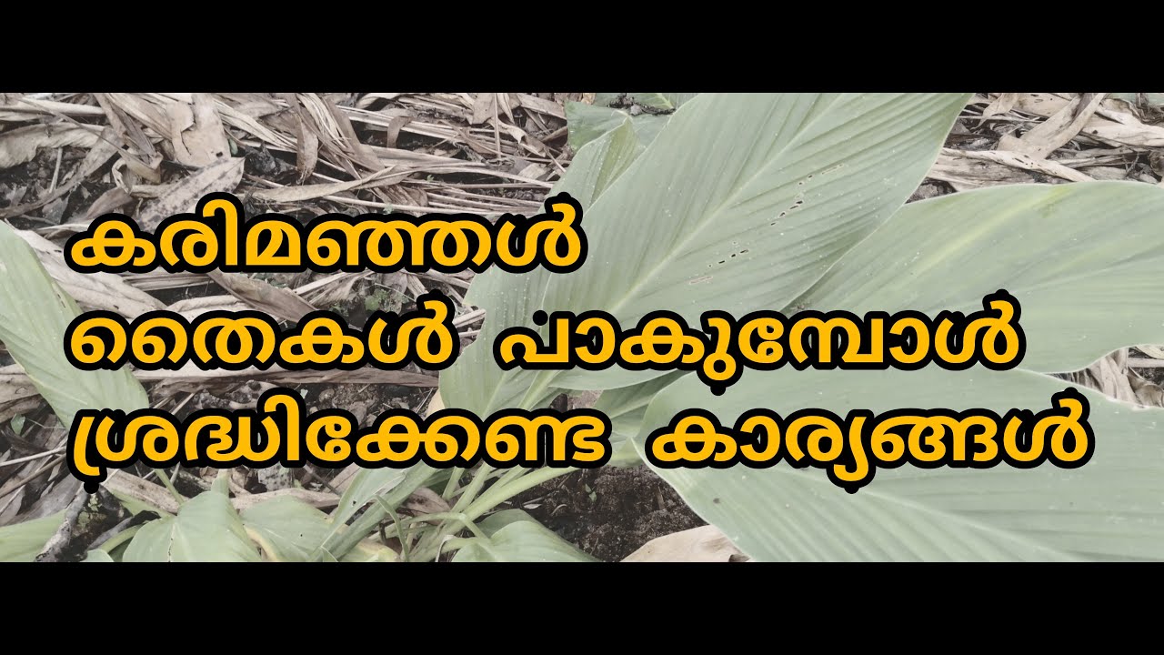 കരിമഞ്ഞൾ തൈകൾ പാകുമ്പോൾ അറിഞ്ഞിരിക്കേണ്ട കാര്യങ്ങൾ Karimanjal Black