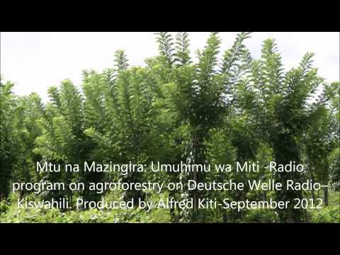 Video: Maelezo ya Miti ya Soapberry - Aina Mbalimbali Za Miti ya Sabuni Kwa Mandhari