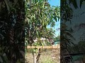 s #funny #suravjoshivlogs #comedyshorts #nature #vlog #garbanavratri