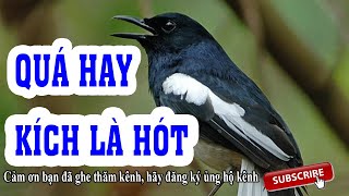 Chòe than mộc hót vang vọng núi rừng ll Chòe than Hót Lên 50 âm ll Chòe than GIÀ RỪNG HÓT #choethan