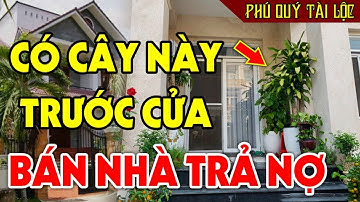 CẢNH BÁO: Chớ Dại Trồng 7 Cây Này TRƯỚC CỬA NHÀ Kẻo Gia Chủ TÁN GIA BẠI SẢN, Đen Đủi Triền Miên