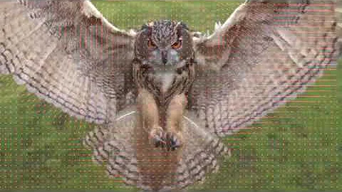 Optical Flow: Hierarchical Lucas-Kanade