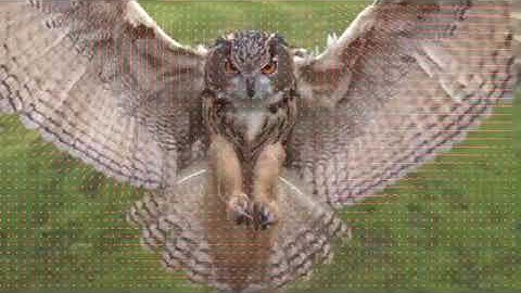 Optical Flow: Hierarchical Lucas-Kanade