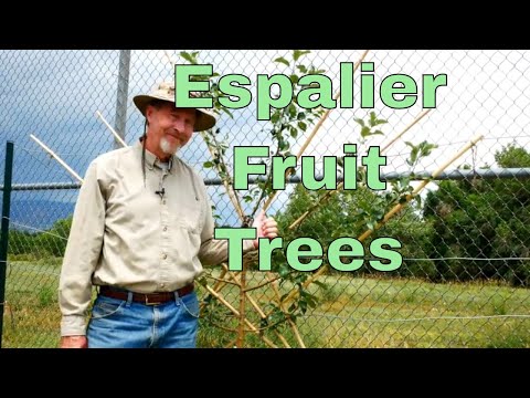 Video: Espalier augļu koks: soli pa solim Espalier norādījumi