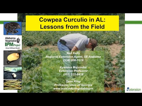 Video: Cowpea Curculio -hyönteisten torjunta: kuinka tunnistaa cowpea curculion merkkejä