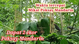 Poksay Mandarin dapat 2 Ekor (Sepasang)