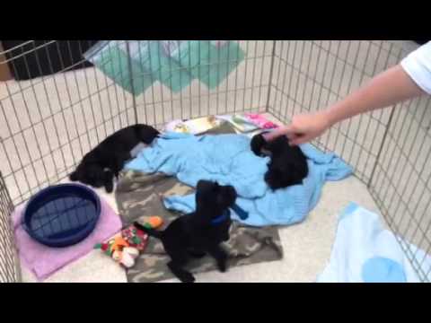 Puppy playtime - YouTube