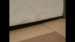 Killing a spider with a flamethrower!