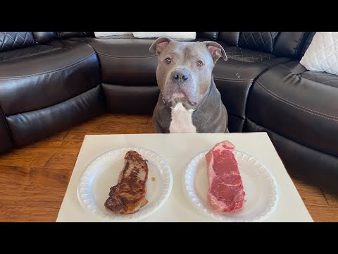 Pitbull Chooses Raw vs Cooked Steak