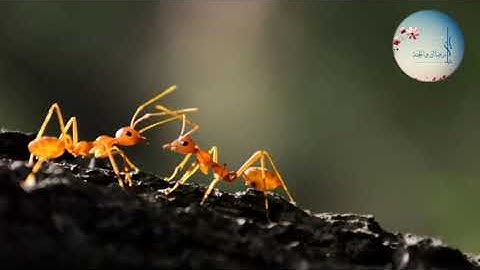 تلاوة خاشعة من سورة النمل ❤للقارئ عبد الله موسى ❤