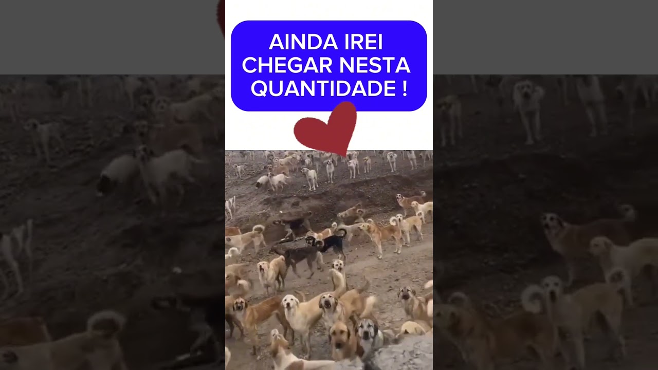 Amo os cães. 
