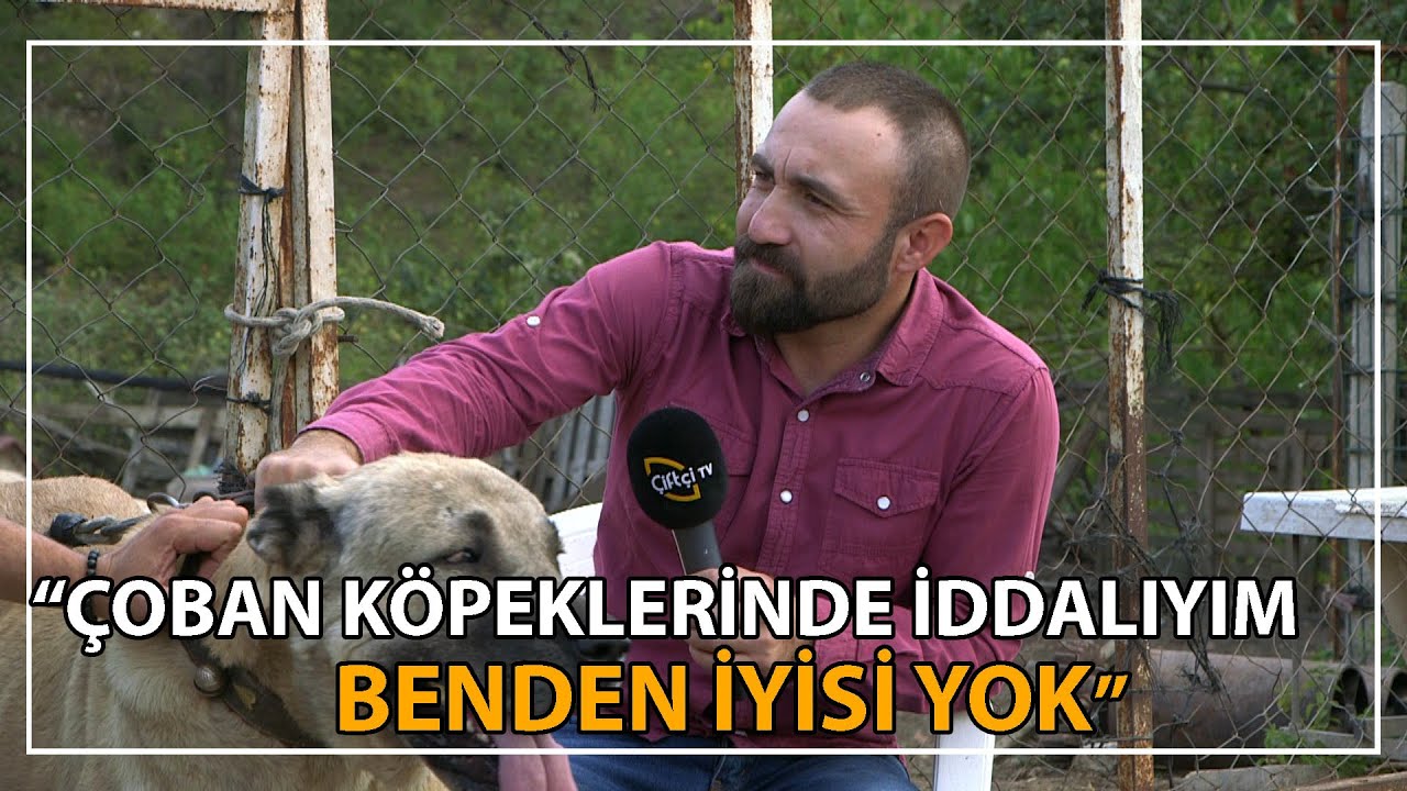 Kurtların Özellikleri Nelerdir / Kangalların Cesareti ve Karakteri / Cüsse Ne Kadar Önemli?