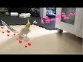 トイレにもついて来る寂しがり屋なオカメインコのきなこ
