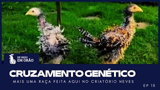 CRUZAMENTO GENÉTICO INÉDITO: nasceu uma linhagem impressionante | EP 10