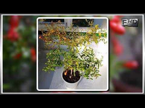 Vídeo: Quines Flors Es Poden Plantar Abans De L’hivern