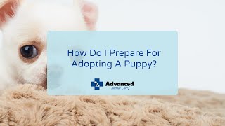 How Do I Prepare For Adopting A Puppy? by Advanced Animal Care 16 views 2 years ago 3 minutes, 11 seconds