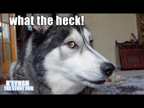 telling-my-dog-he's-internet-famous!-he's-shook!-he-refuses-to-pose!
