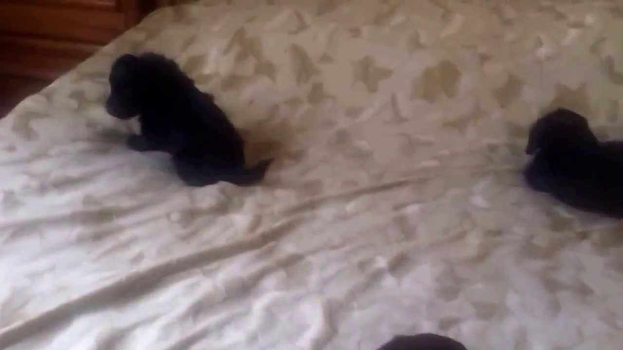 Doxiepoo Puppies Litter Of Four Wire Haired Dachshund Maltipoo